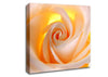Soft Cream Yellow Rose Canvas Wall Art