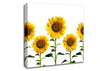 Sunflower Mayhem Canvas Wall Art