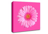 Baby Pink On Pink Gerbera Canvas Wall Art