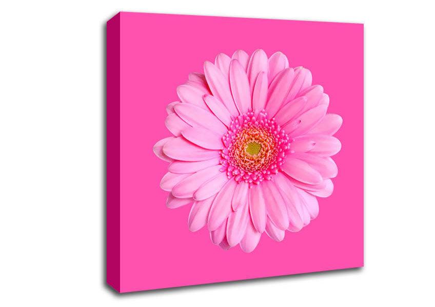 Baby Pink On Pink Gerbera Canvas Wall Art