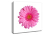 Baby Pink Gerbera Petals Canvas Wall Art