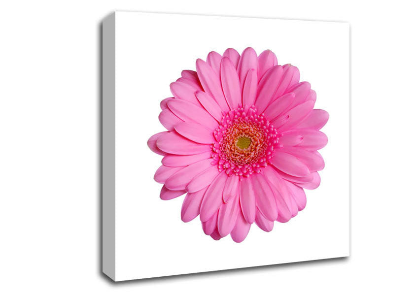 Baby Pink Gerbera Petals Canvas Wall Art