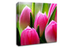 Pink Tulip Garden Surprise Canvas Wall Art