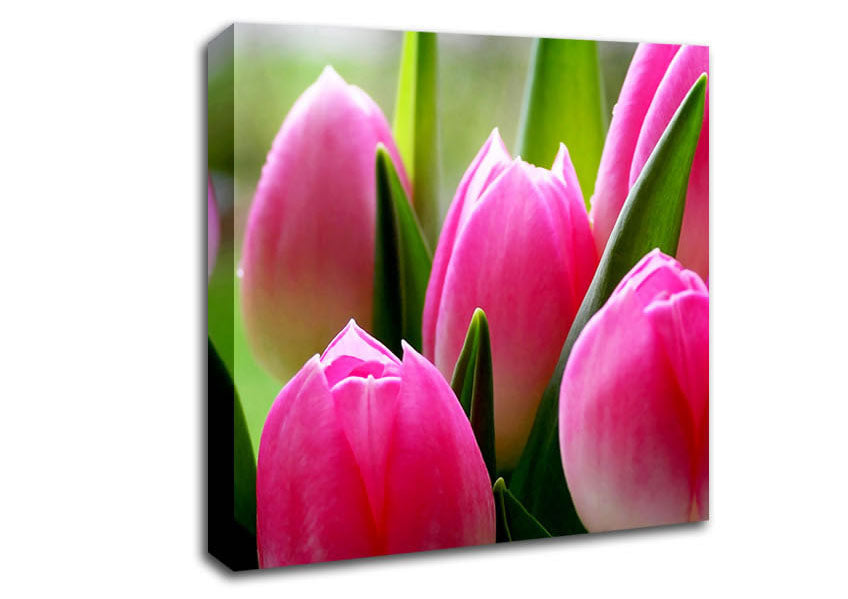 Pink Tulip Garden Surprise Canvas Wall Art