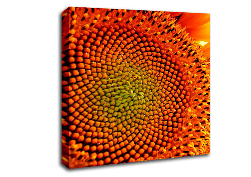 Stunning Sunflower Close-Up Canvas Wall Art
