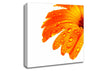 Stunning Fire Glow Petals Canvas Wall Art