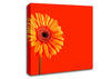 Orange On Orange Gerbera Canvas Wall Art