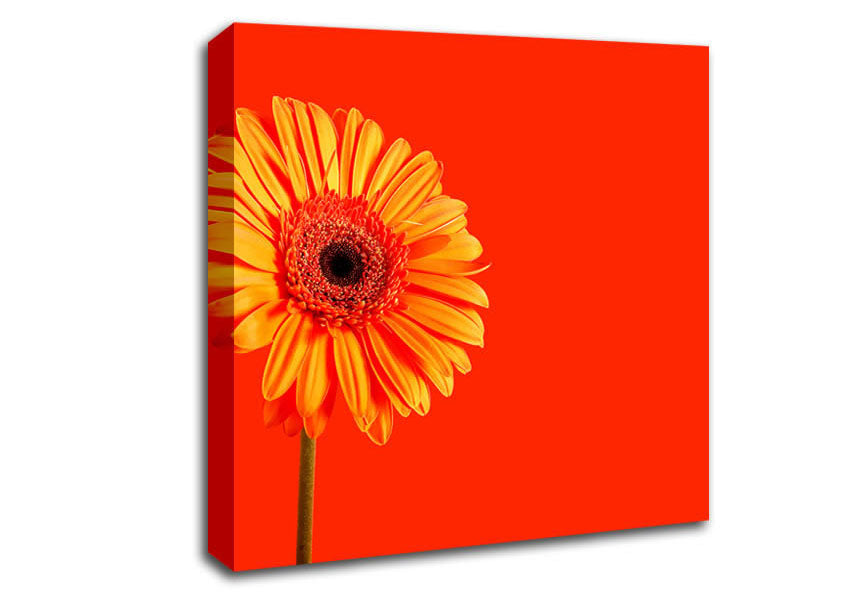 Orange On Orange Gerbera Canvas Wall Art