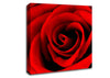 Red Rose Beauty Canvas Wall Art