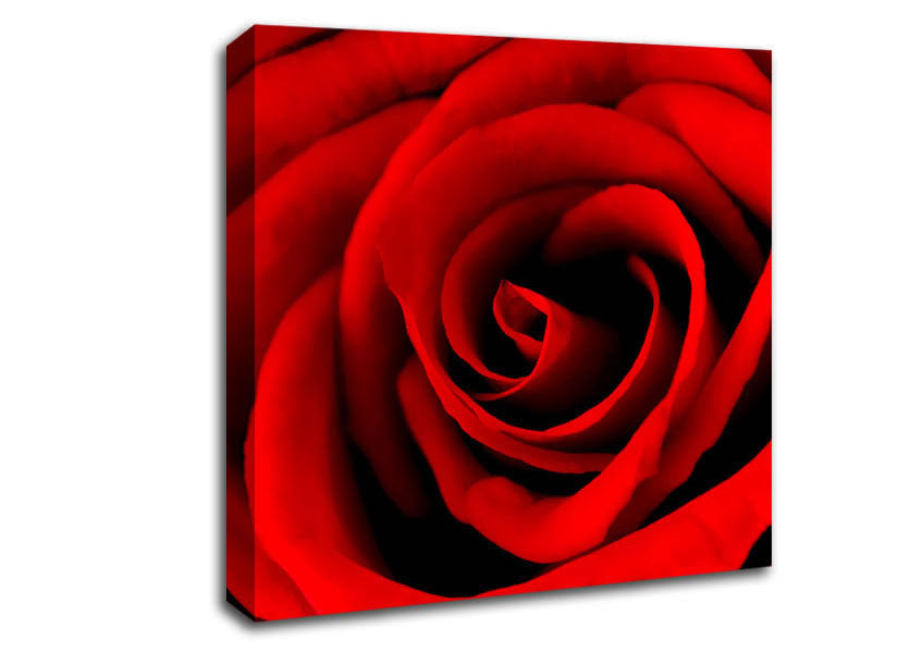 Red Rose Beauty Canvas Wall Art