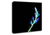 X-Ray Purple Canvas Wall Art