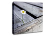 Single Daisy Deck Canvas Wall Art