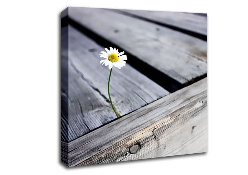 Single Daisy Deck Canvas Wall Art