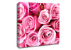 Special Pink Roses Canvas Wall Art