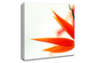 Orange Bird Of Paradise Canvas Wall Art