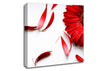 Red Gerbera Fallen Petals Canvas Wall Art