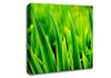 Green Leaf Shafts Canvas Wall Art