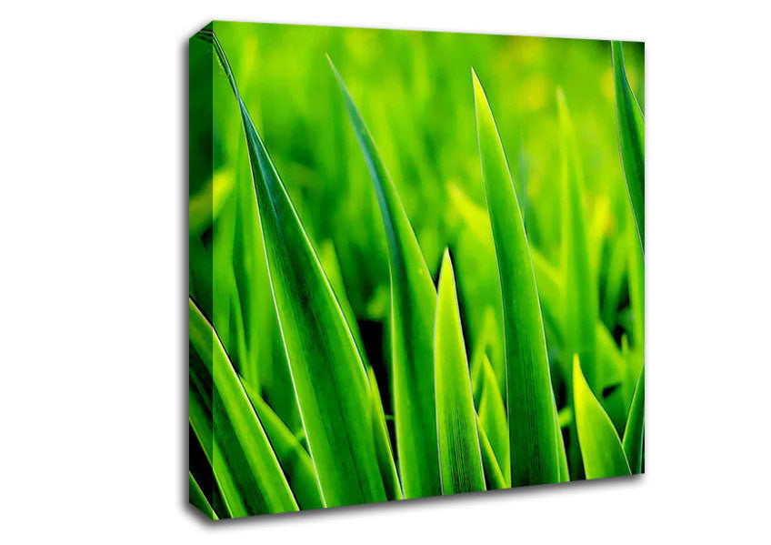 Green Leaf Shafts Canvas Wall Art