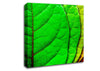 Colour Of Leaves Canvas Wall Art