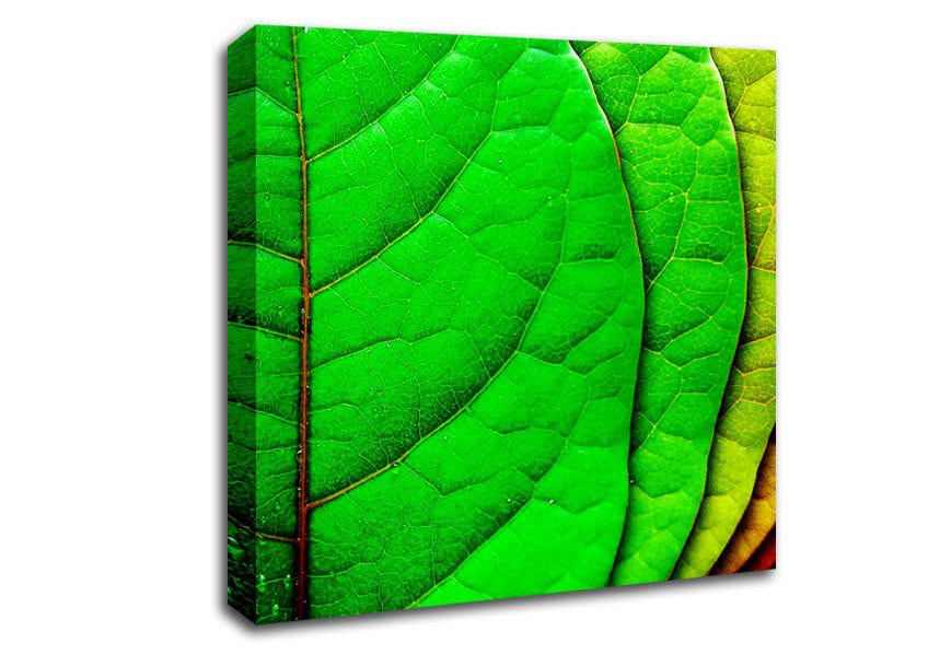 Colour Of Leaves Canvas Wall Art