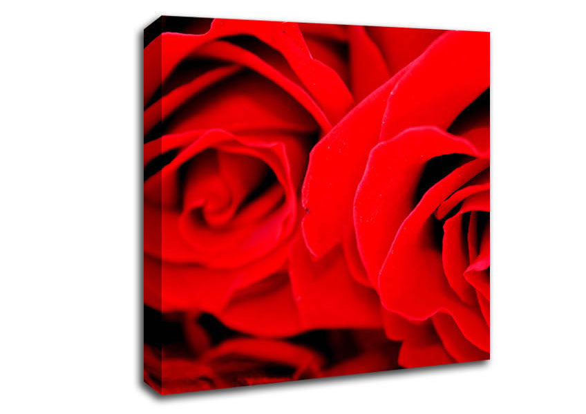 Red Rose Close-Up Twins Canvas Wall Art
