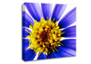 Purple Petal Beauty Canvas Wall Art