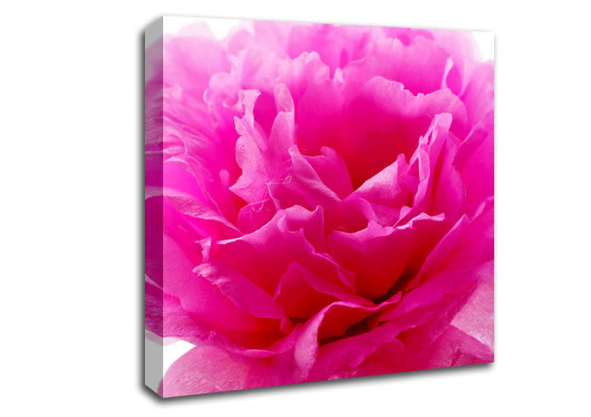 Pink Carnation Ruffles Canvas Wall Art