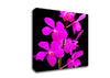 Vibrant Pinks Canvas Wall Art
