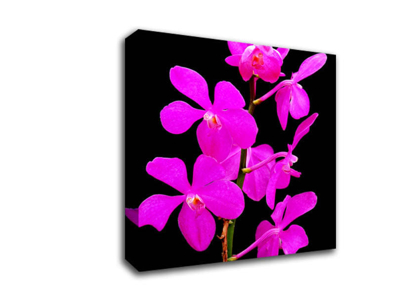 Vibrant Pinks Canvas Wall Art