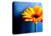 Single Orange Gerbera Canvas Wall Art