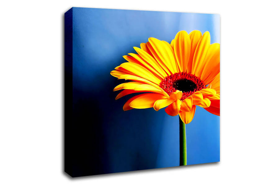 Single Orange Gerbera Canvas Wall Art