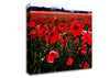 Red Poppy Field Hills Canvas Wall Art