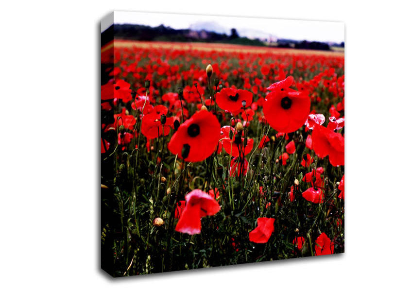 Red Poppy Field Hills Canvas Wall Art