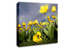 Yellow Daisy Storms Canvas Wall Art
