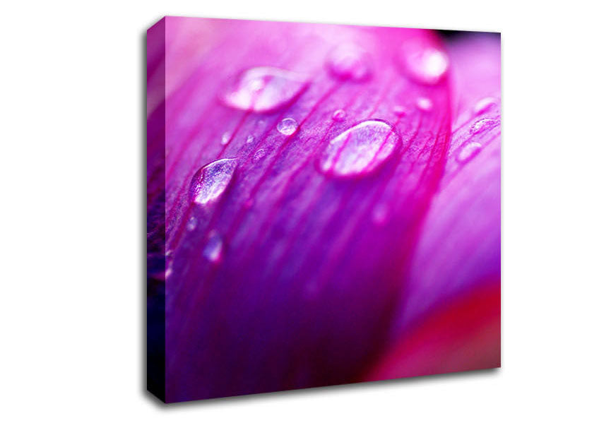 Pink Petal Dew Canvas Wall Art