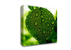 Waterdrops On A Leaf Canvas Wall Art