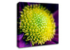 Purple Centre Of A Daisy Canvas Wall Art
