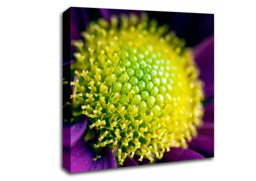 Purple Centre Of A Daisy Canvas Wall Art