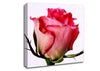 Single Pink Rose Canvas Wall Art