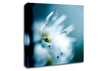 Apple Blossom Canvas Wall Art