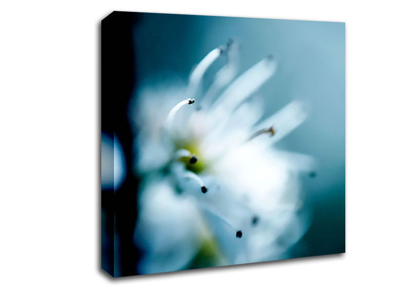 Apple Blossom Canvas Wall Art