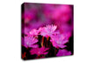 Pink Petal Beauty Canvas Wall Art