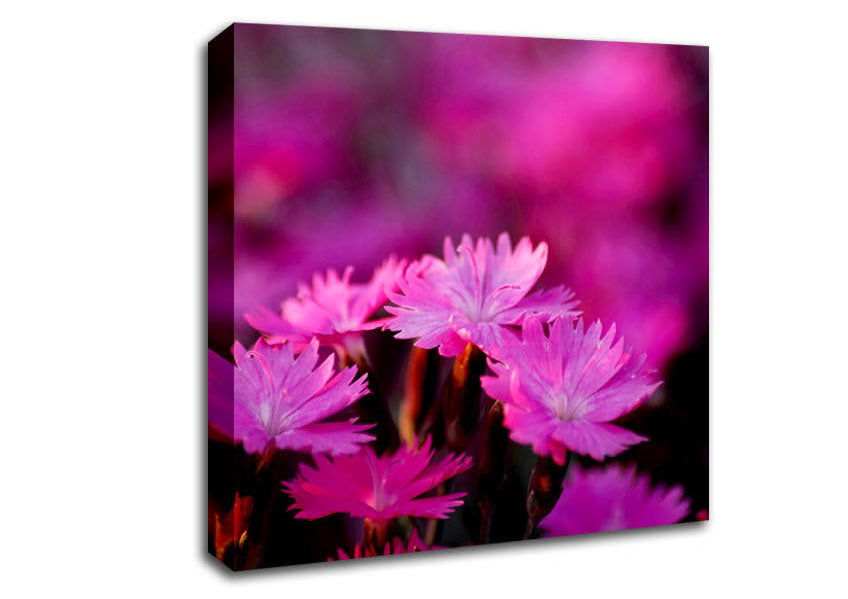 Pink Petal Beauty Canvas Wall Art