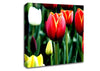 Tulips In Bloom Canvas Wall Art