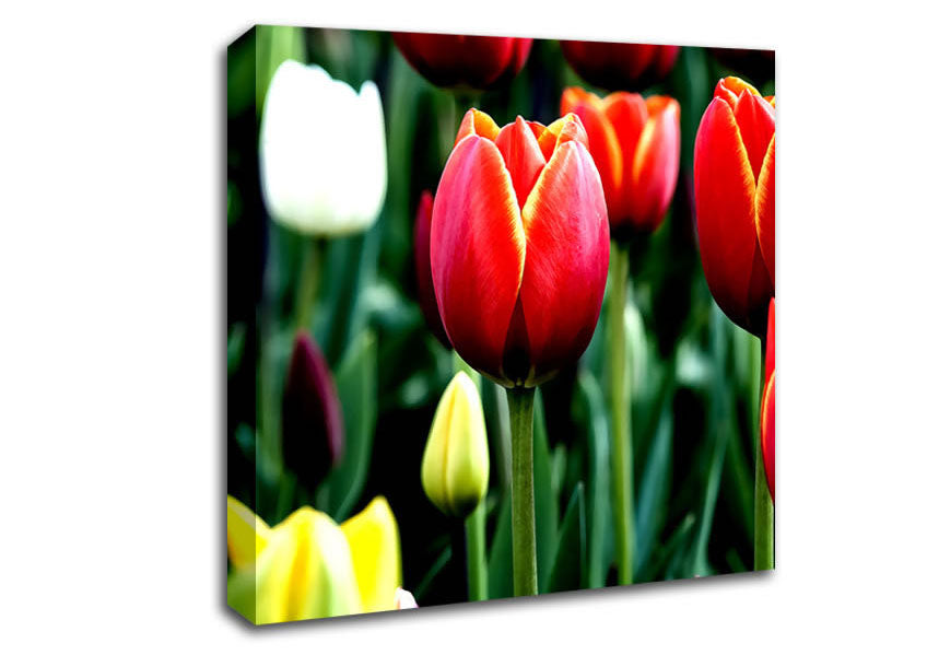 Tulips In Bloom Canvas Wall Art