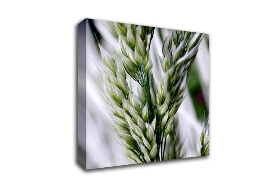 Soft Winters Barley Canvas Wall Art