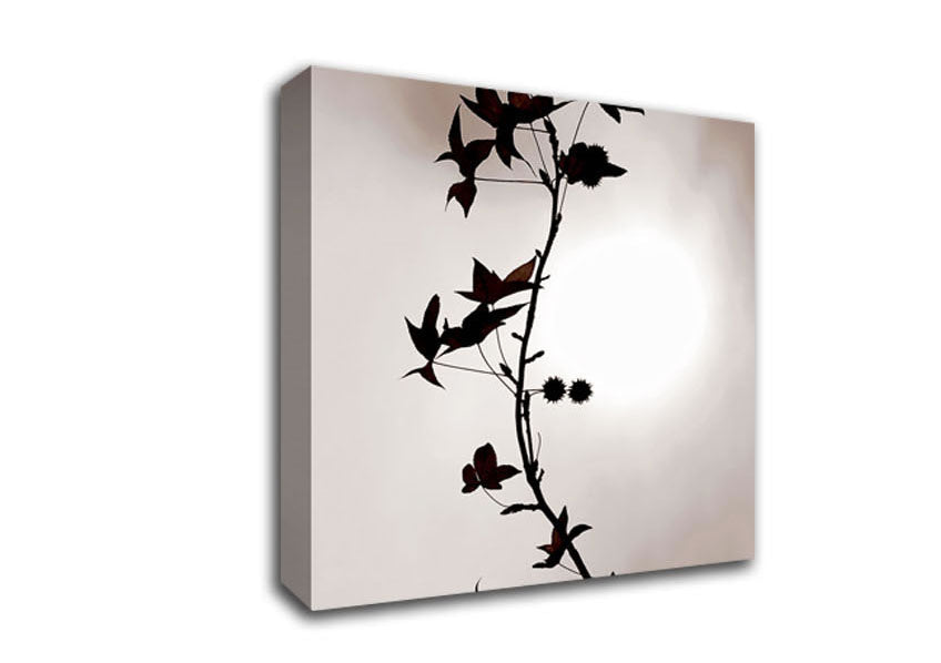 Cocoa Leaves n Berries In Sunlight Canvas Wall Art