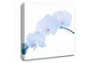 Baby Blue Stem Canvas Wall Art
