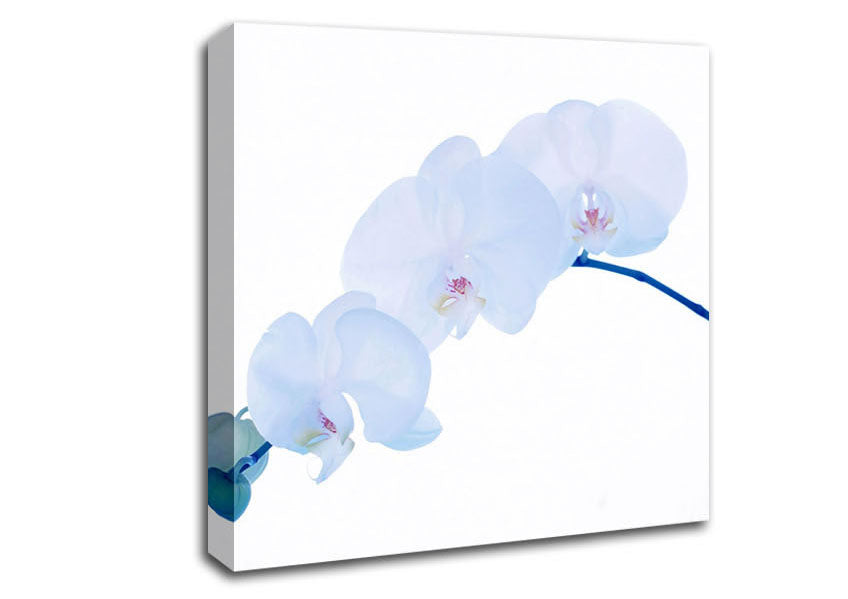 Baby Blue Stem Canvas Wall Art