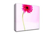 Pink On Pink Gerbera Canvas Wall Art